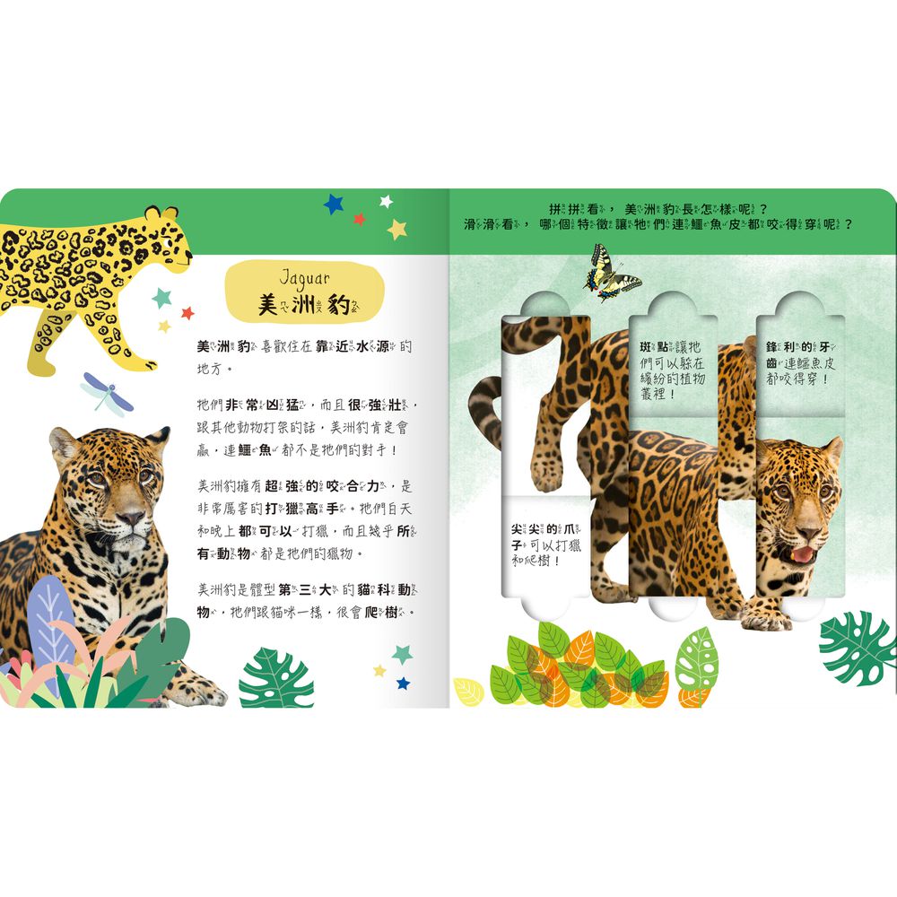 lovely puzzle-雨林動物園