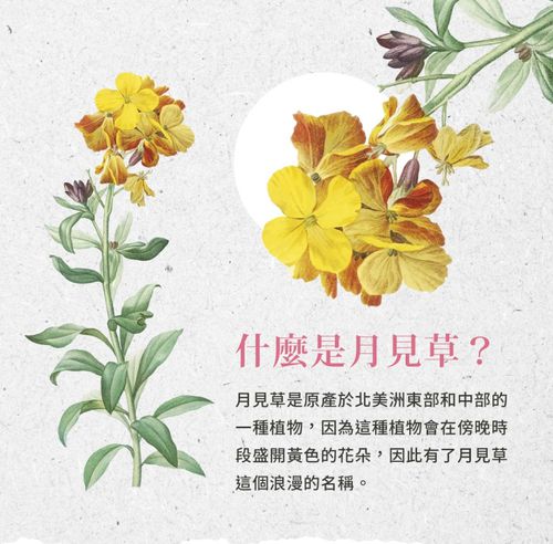 Sanct Bernhard 德國百年草本-美麗膠囊(200粒/罐)