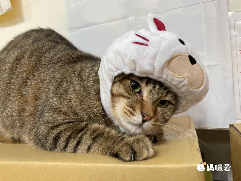 日本代購 - 麻花編織寵物帽/寵物頭套-酒紅 (M)