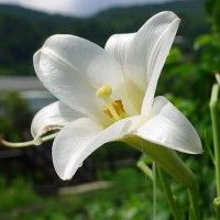 用戶頭像