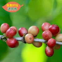 農遊超市 - 雲林 | 田園秘境咖啡-食農之旅-食農好玩單人體驗券