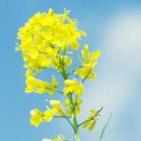 用戶頭像