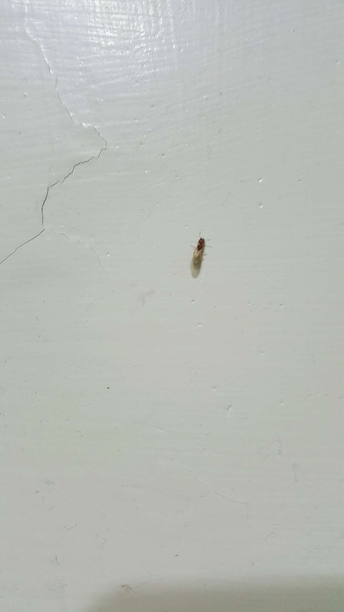 請問這是什麼蟲？