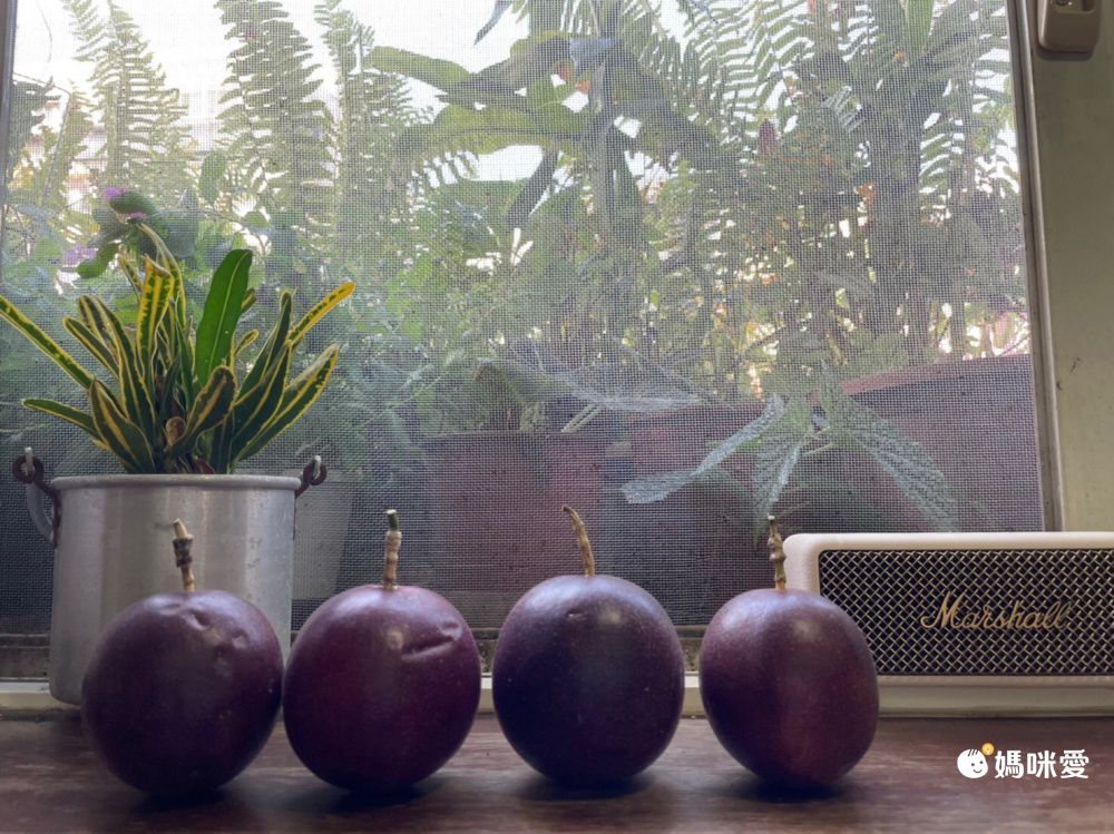 全團免運！【吊網特選香甜百香果】南投埔里直送，香甜多汁！