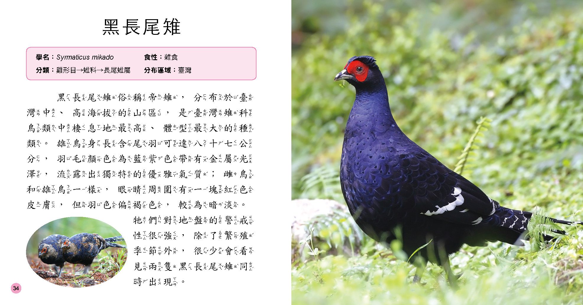 小百科圖鑑：鳥類小百科-精裝