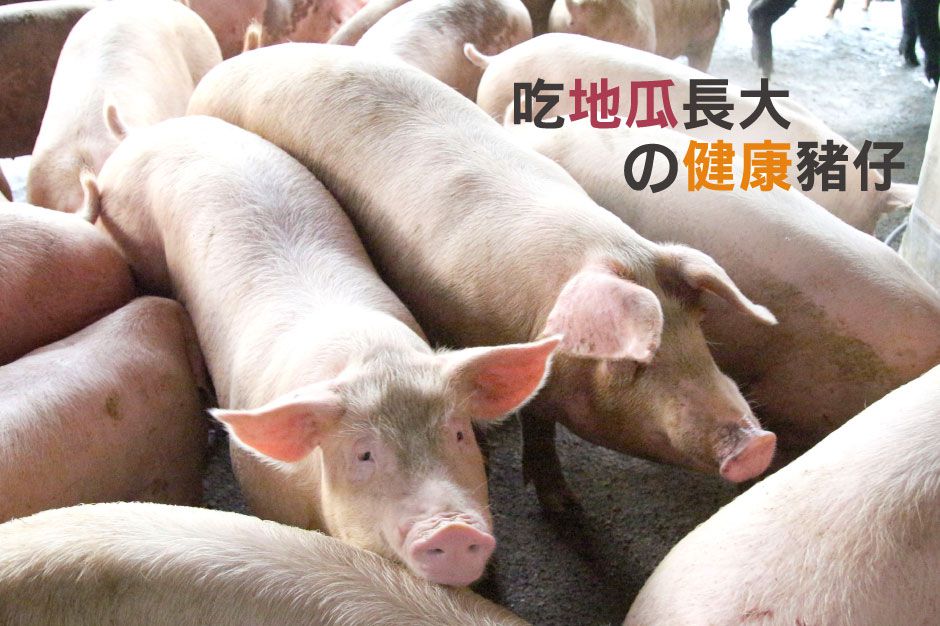 低醣安心食材【安永鮮物】新鮮豬肉片 / 里肌肉排 / 雞胸肉丁