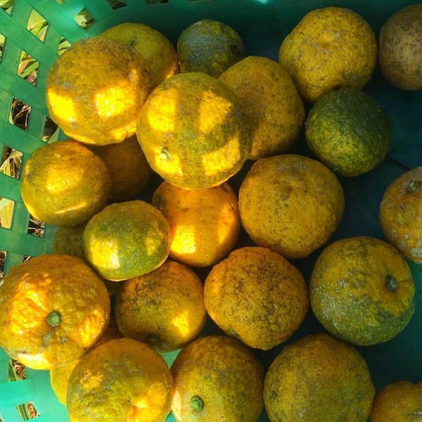 【日本製】d-aroma天然精油滋潤護手霜♡日本精油第一品牌