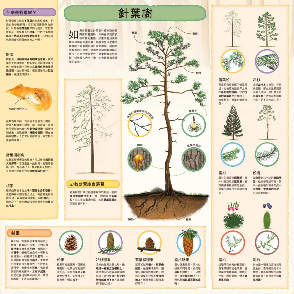 童話知識小百科翻翻書2跟著韓賽爾兄妹認識森林植物