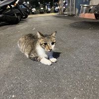 用戶頭像