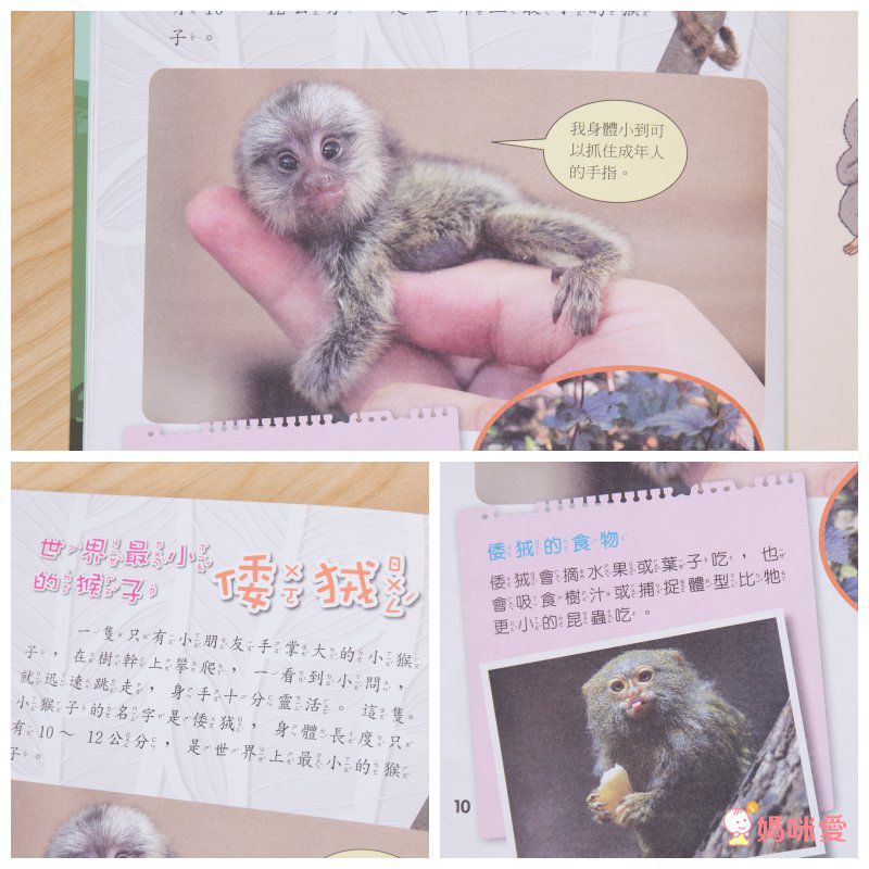 小牛頓科學教育有限公司 - PLAY&LEARN套書-平裝/附注音/貼紙+紙卡-全彩 (5-8歲)-全套二冊