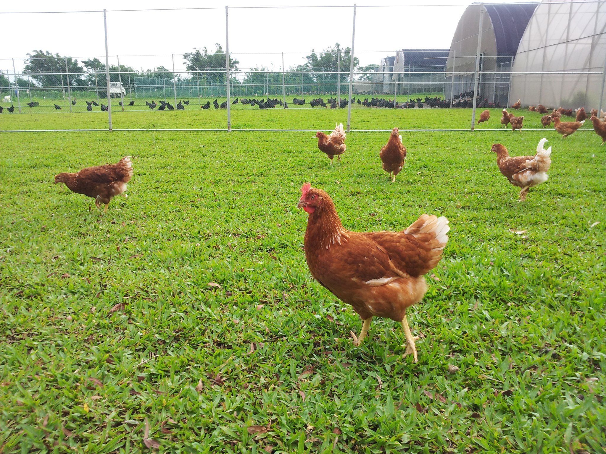 全團免運！【有機鮮有蛋】Q彈咬勁、濃郁的蛋黃香【滴雞精】零膽固醇，滴滴純粹
