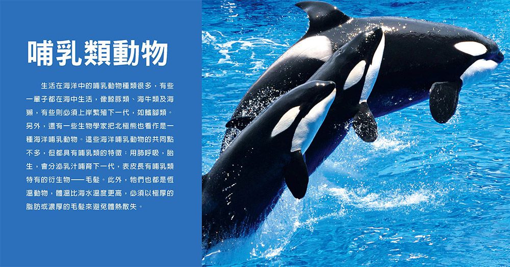 小百科圖鑑：海洋生物小百科-精裝