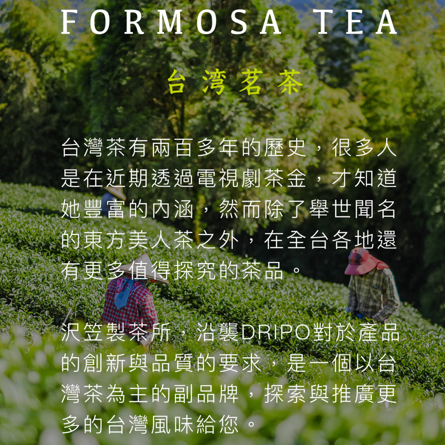 Dripoドリポ - 冷泡茶熱銷組合-C-大梔子花綠茶*2＋冷泡水壺 【 L 】