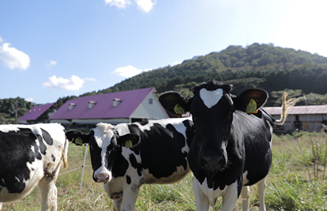 全植物性飼料飼養【秋川牧園】無投藥雞兒童日式調理包
