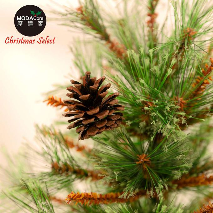 MODACore 摩達客 - 摩達客耶誕-60cm高級開花黃枝松針原木底座聖誕樹裸樹/不含配件/本島免運費