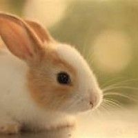 用戶頭像