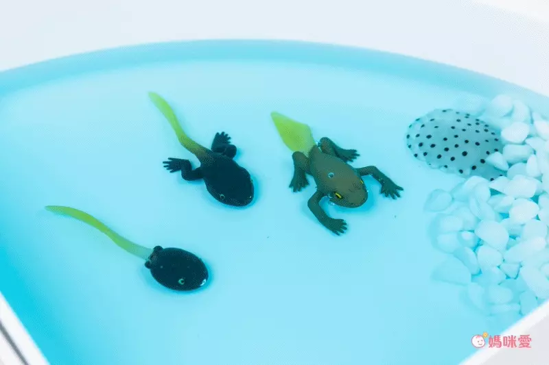 超激推5in1感官盆【韓國POKI趣玩盆】啟發創意力