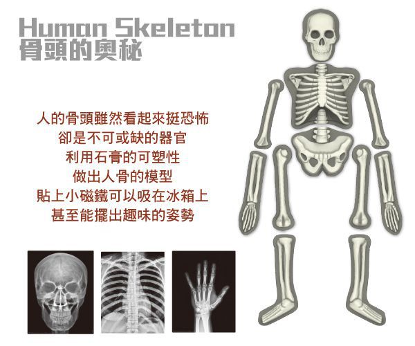 香港4M創意玩具 - 骨頭的奧秘 Glow Human Skeleton