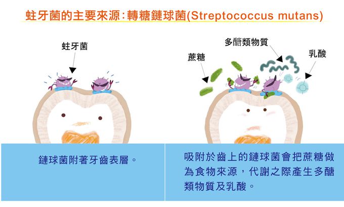 SNOW 雪印 - 【日本原裝】口中清涼糖錠(藍莓味)-60顆/包