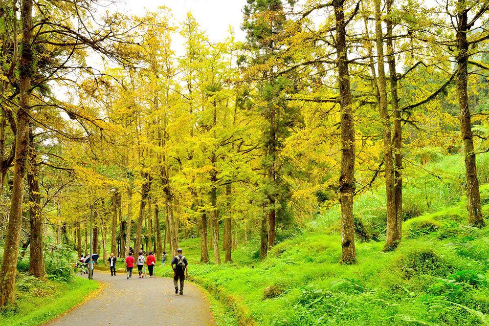 電子票券 - 南投-竹山,鹿谷景點任你遊| 暢遊竹鹿套票