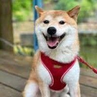 用戶頭像