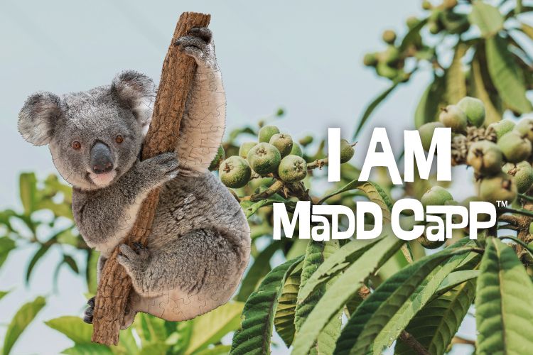Madd Capp - I AM 動物拼圖-100,我是無尾熊