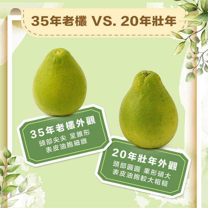 果子禮 - 35年喝乳酸菌長大的老欉文旦5斤X4箱