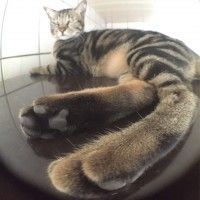 用戶頭像