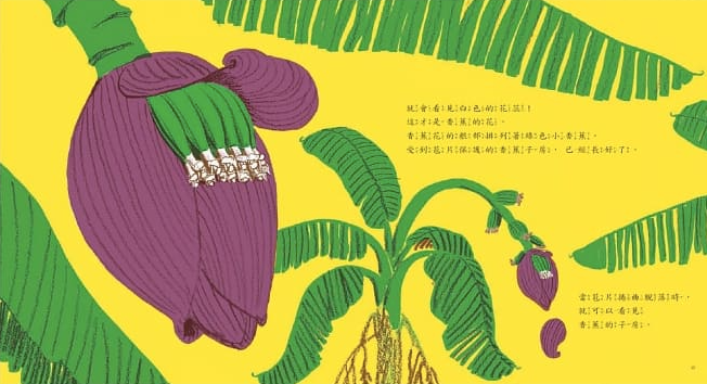 香蕉從哪裡來?(新版)