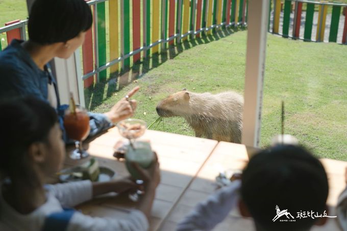 斑比山丘 Bambi Land - 免預約門票+拉布娃娃-自開票日算起一年 (12個月) 之內使用有效