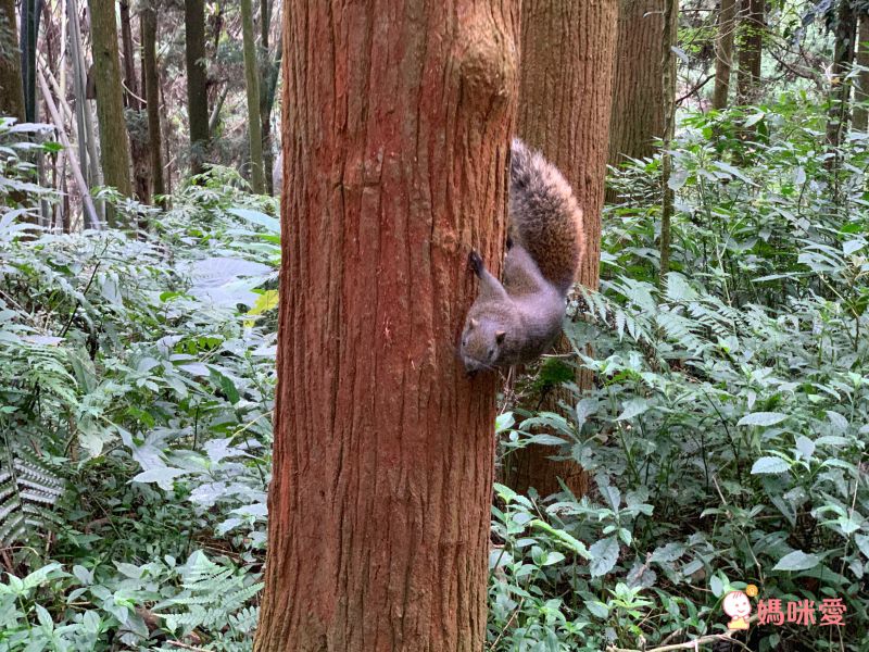 溪頭妖怪村主題飯店｜一年期履約住宿券