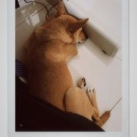 用戶頭像