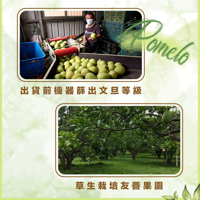 果子禮 - 35年喝乳酸菌長大的老欉文旦5斤X4箱