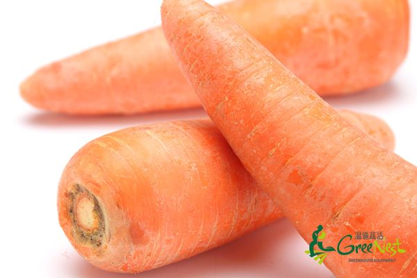 【鋐洲生技有機農場】有機蔬菜水果箱 / 有機芭樂