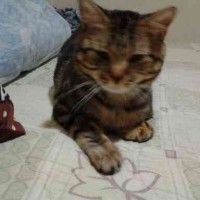 用戶頭像