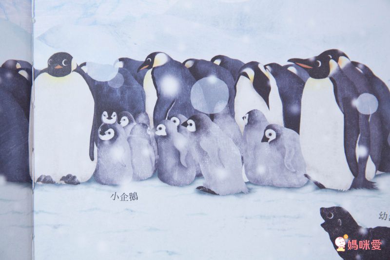 10理由讓你愛上動物！【閣林文創 】生命教育最佳入門書 / 環遊世界之旅 / 恐龍繪本♕大孩子一定要入手的暢銷套書！