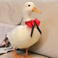用戶頭像