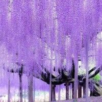 用戶頭像