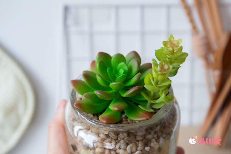 日本 KISHIMA - CT觸媒 開運消臭仿真多肉盆栽-成長-Daniel (L(φ10x11.5cm))