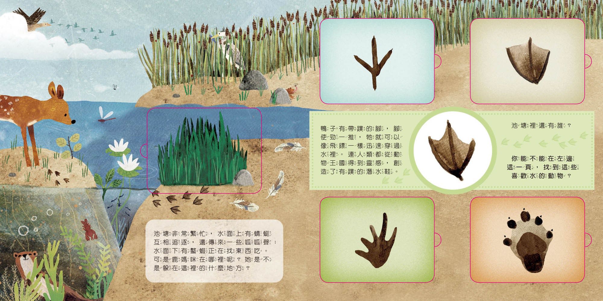 動物小知識翻翻書：這是誰的腳印？