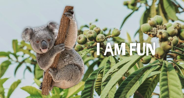 Madd Capp - I AM 動物拼圖-100,我是無尾熊