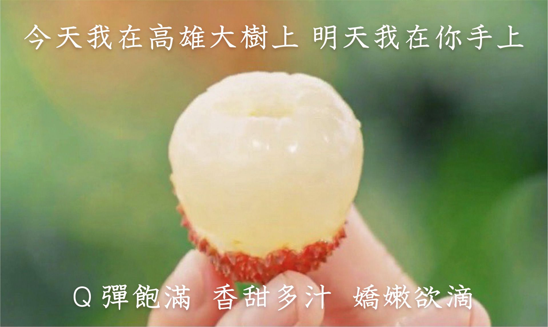 爆汁玉荷包/荔枝！高雄大樹頂級產銷 ☞產地直送最新鮮