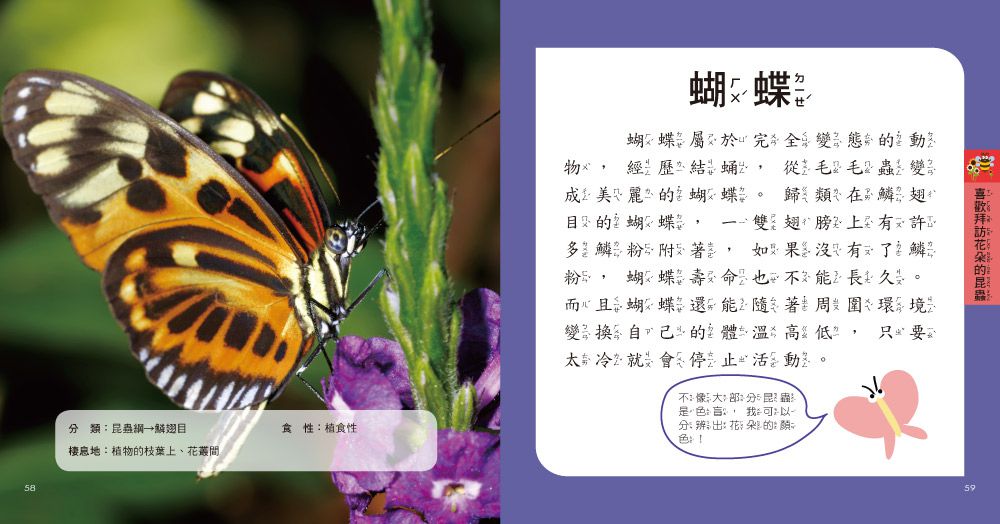 我的第一本昆蟲博士小百科NEW-內含小百科+12款昆蟲學習模型及3個配件