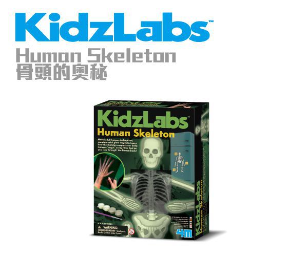 香港4M創意玩具 - 骨頭的奧秘 Glow Human Skeleton