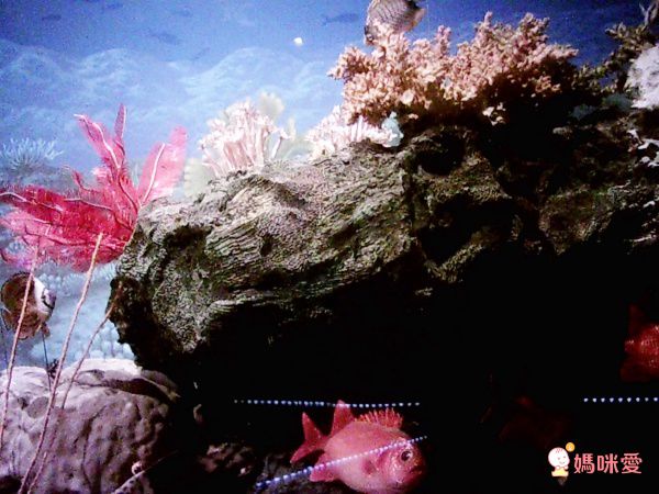 FUNY - 【售完不補】Kids童趣數位相機-粉-【升級附贈】32G記憶卡