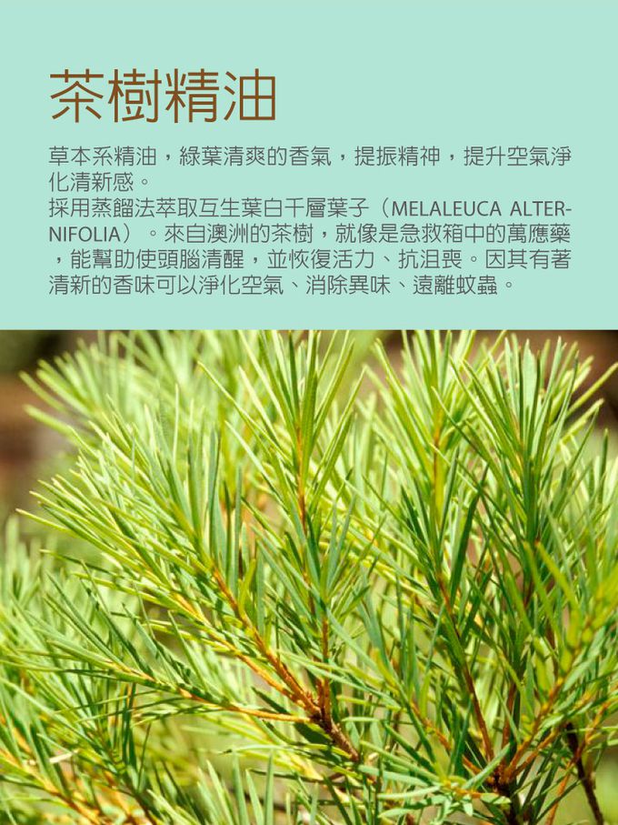 Bone 蹦克 - 迷你公仔擴香禮盒-貓頭鷹衛斯+茶樹精油