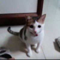 用戶頭像