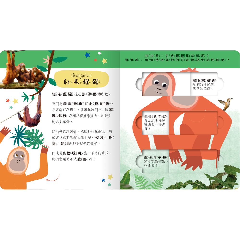 lovely puzzle-雨林動物園