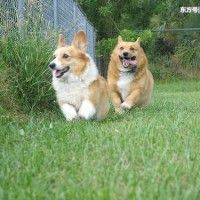 用戶頭像