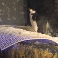 用戶頭像